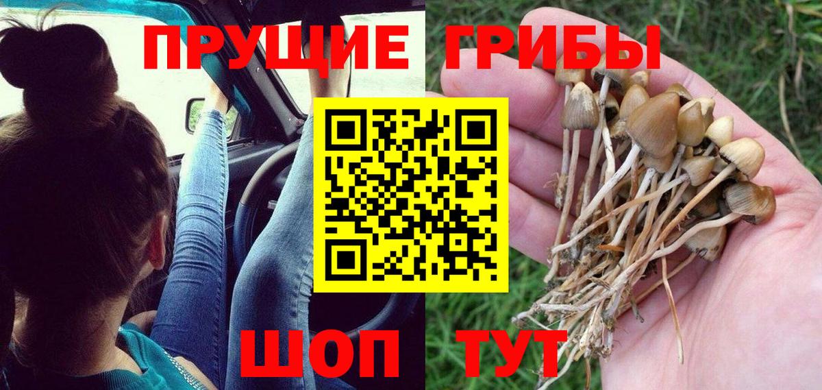 Псилоцибиновые грибы Cubensis Скопин